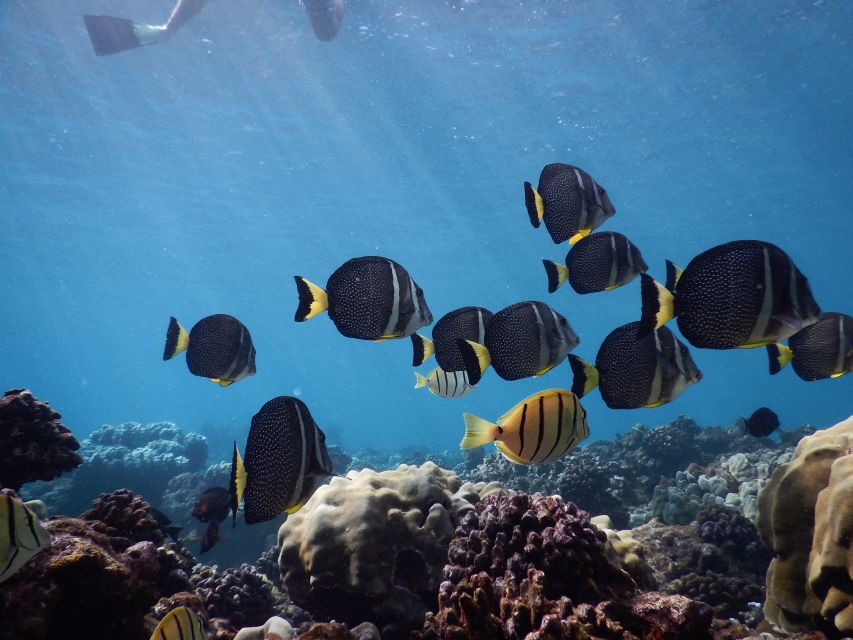 From Kaanapali: Afternoon West Maui Snorkeling w/ Drinks - Should you book Sea Maui Afternoon West Maui Snorkeling w/ Drinks?