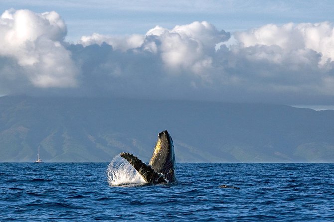 From Ma'alaea Harbor, Maui: Whale Watch Cruise Aboard Malolo - Key Points Before You Go