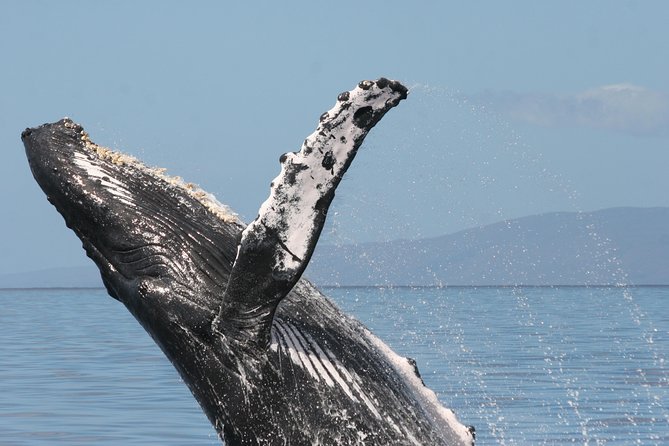 From Ma'alaea Harbor, Maui: Whale Watch Cruise Aboard Malolo - The Part You Actually Came For: Humpback Whales