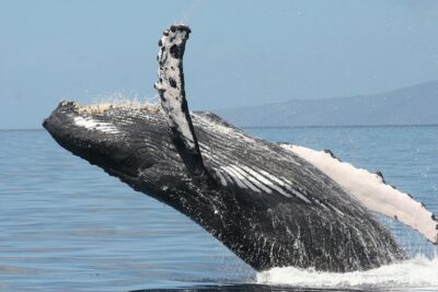 From Ma'alaea Harbor, Maui: Whale Watch Cruise Aboard Malolo - Getting to Ma’alaea Harbor and The 3:30 Start