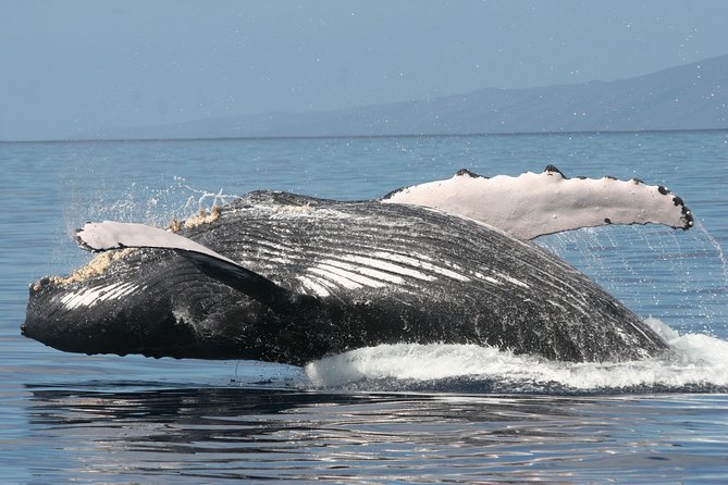 From Ma'alaea Harbor, Maui: Whale Watch Cruise Aboard Malolo - Listening for Whale Songs With Underwater Hydrophones