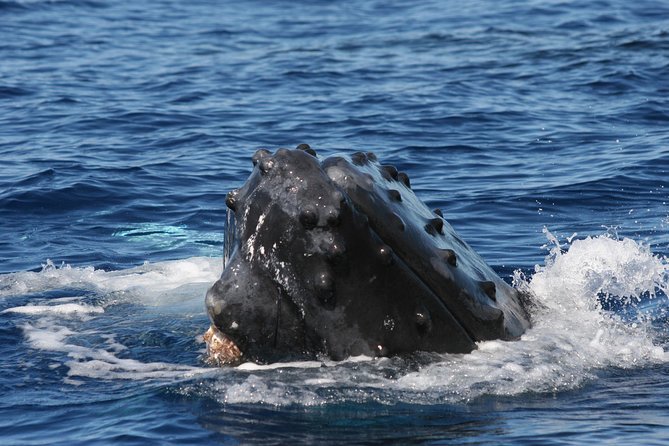 From Ma'alaea Harbor, Maui: Whale Watch Cruise Aboard Malolo - Sunset Timing: Why the Light Matters