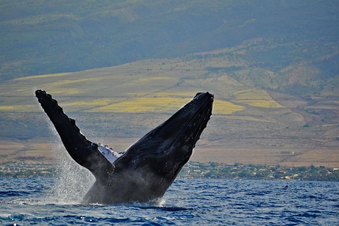 From Ma'alaea Harbor, Maui: Whale Watch Cruise Aboard Malolo - Weather and Sea Conditions: What to Wear and How to Plan