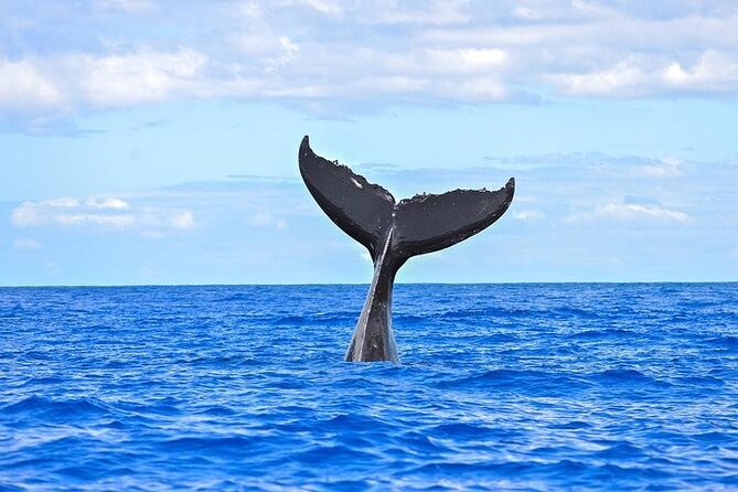 From Ma'alaea Harbor: Sunset Whale Watch Tour Aboard the Malolo - Whale behavior you may see: flukes, peduncles, and the big breach moment