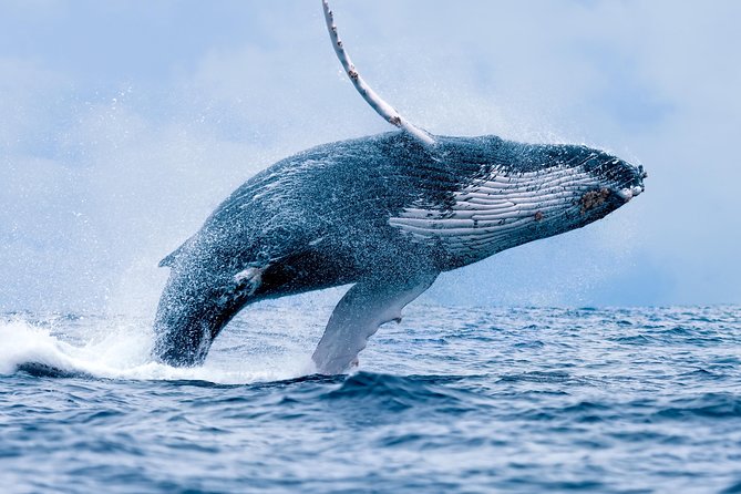 From Ma'alaea Harbor: Whale Watch Cruise Aboard the Malolo - Key things that make this Malolo whale watch worth your time