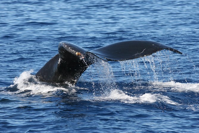 From Ma'alaea Harbor: Whale Watch Cruise Aboard the Malolo - What you’re actually watching for: humpback behavior decoded