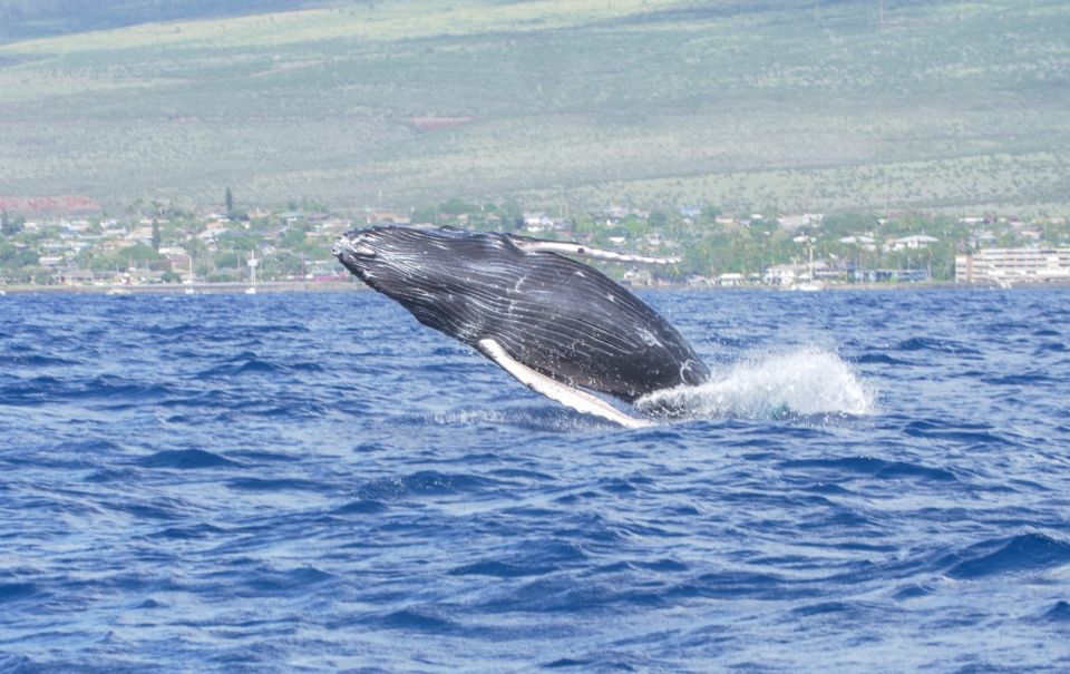 From Maalaea: Whale Watching Catamaran Cruise with Drinks - Key Things I’d Watch For