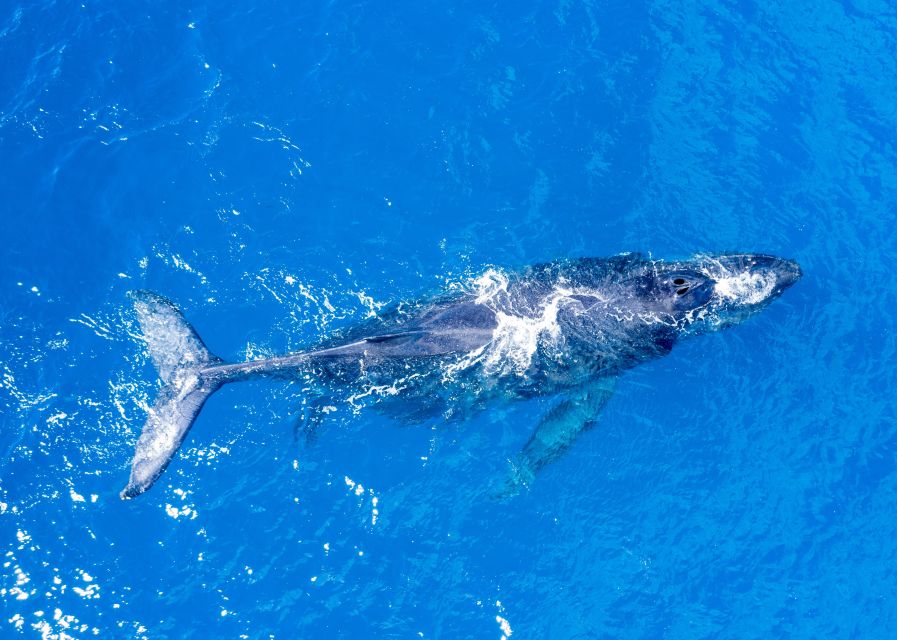 From Maalaea: Whale Watching Catamaran Cruise with Drinks - Your 2-hour flow: safety briefing, a real whale hunt, then back to Maalaea