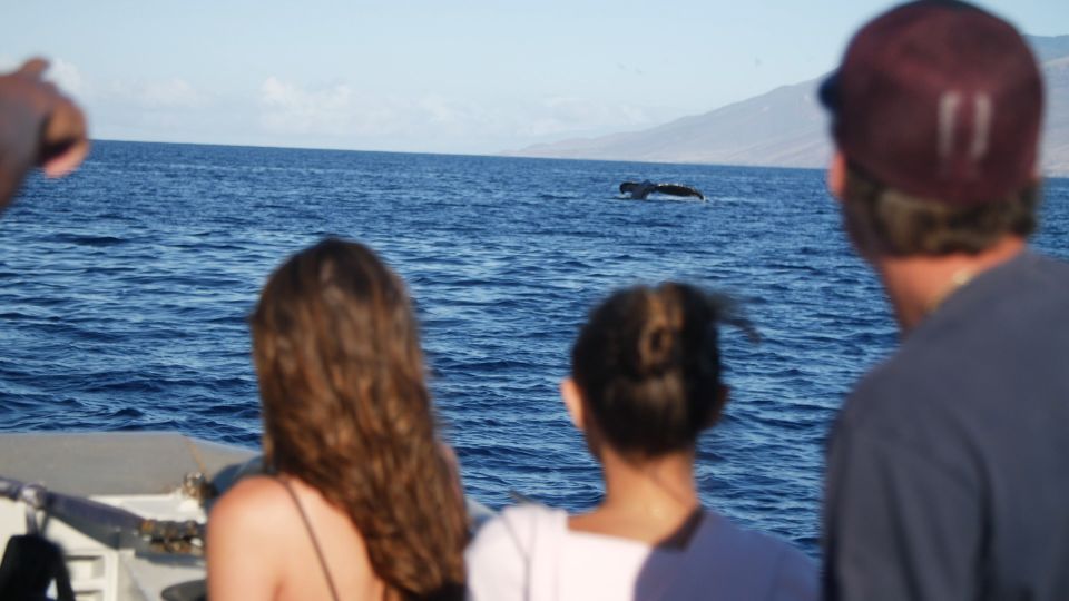 From Maalaea: Whale Watching Catamaran Cruise with Drinks - Stop-by-stop: what each moment on board is really like