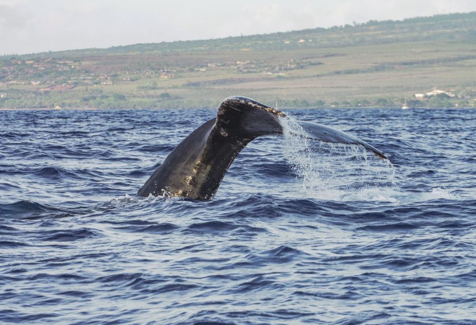From Maalaea: Whale Watching Catamaran Cruise with Drinks - Views while you wait: West Maui mountains, Molokai, and Lanai