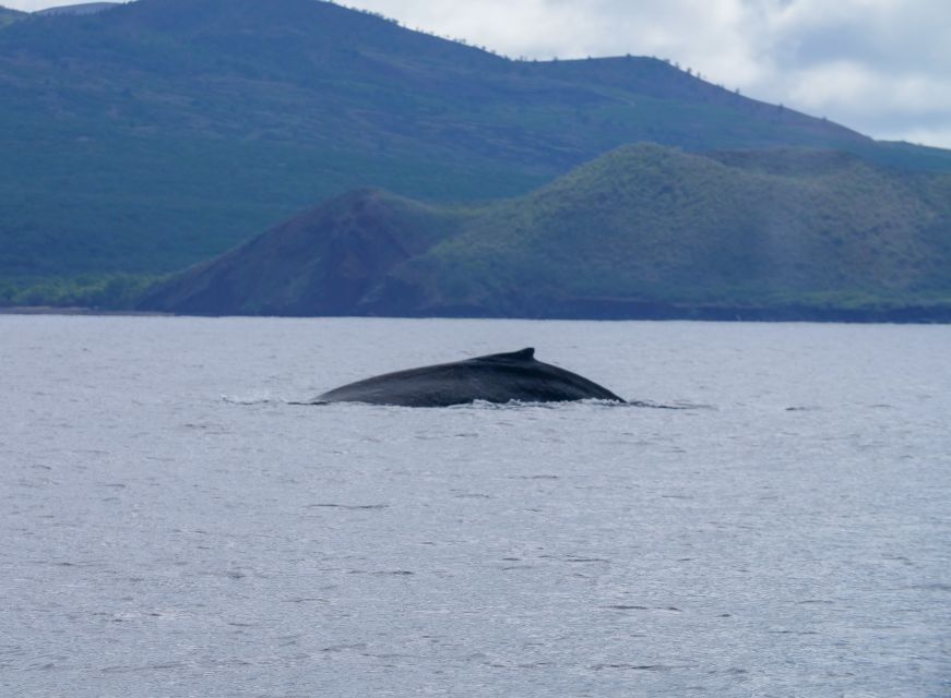 From Maalaea: Whale Watching Catamaran Cruise with Drinks - Drinks, restrooms, and staying comfortable on a small catamaran