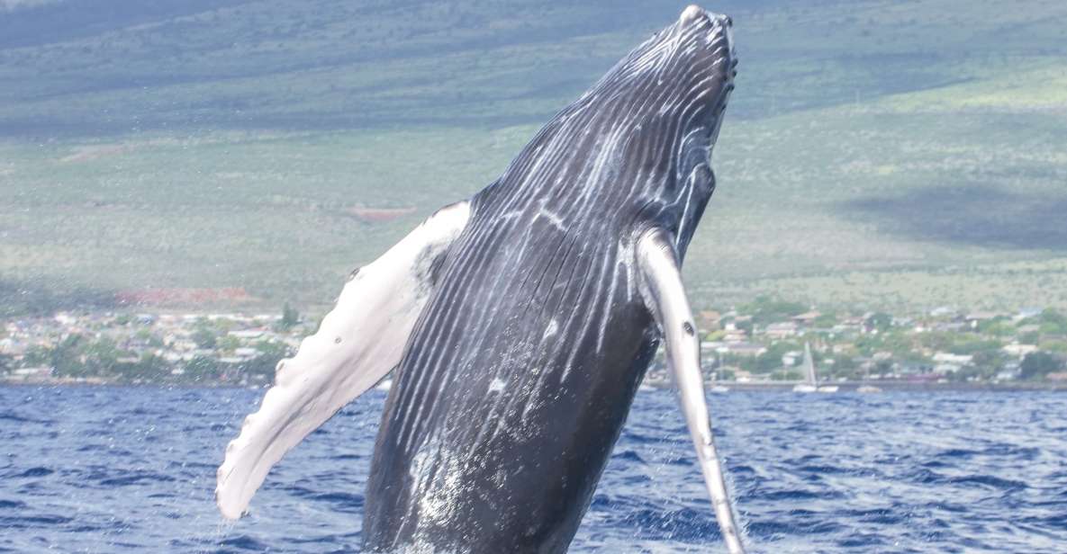 From Maalaea: Whale Watching Catamaran Cruise with Drinks - Price and value: what you’re paying for at about $69 per person
