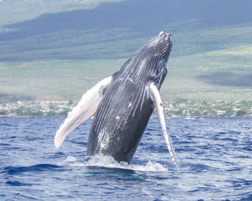 From Maalaea: Whale Watching Catamaran Cruise with Drinks - Who should book this Maalaea whale watching cruise?