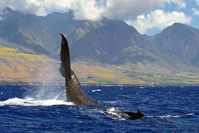 From Maalaea: Whale Watching Tour Aboard the Quicksilver - Seating, Crowd Feel, and What to Do About It