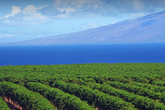 Fun & Affordable! West Maui Open-Air Sightseeing Tour! - Banyan Tree Forest and the short photo walk break