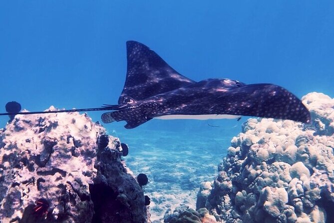 Guided Snorkeling for Beginners with Flotation Wetsuit - What you actually do in the water (and why it’s different from “just go snorkel”)
