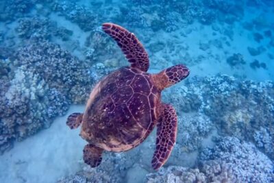Guided Snorkeling for Beginners with Flotation Wetsuit - Where the experience starts: meeting at 200 Hui Rd F and heading to Kapalua Beach