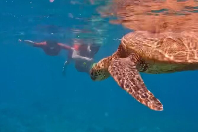 Guided Snorkeling for Beginners with Flotation Wetsuit - Kapalua’s “no reef-standing” style and the wildlife rules that keep it respectful
