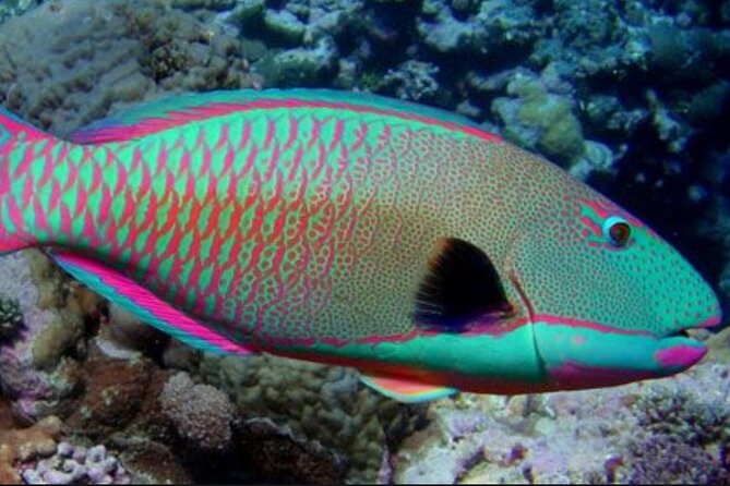 Guided Snorkeling for Beginners with Flotation Wetsuit - Price and value: is $139 worth it for Maui beginner snorkeling?