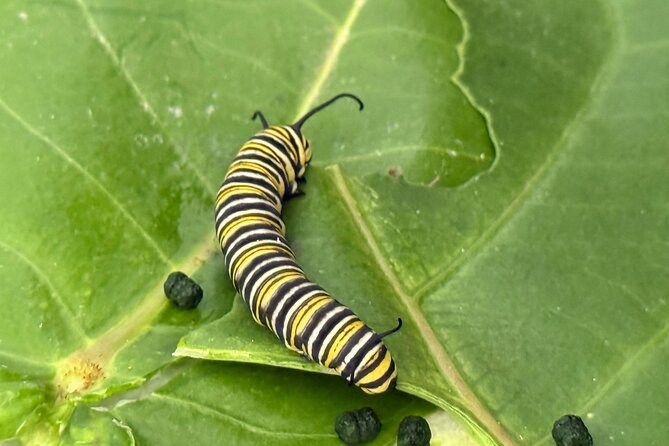 Haiku Butterfly Garden - 1st stop on the Road to Hana! - Key Highlights You Should Know