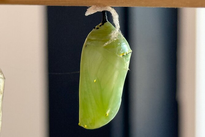 Haiku Butterfly Garden - 1st stop on the Road to Hana! - The Monarch Life Cycle Tour: Egg to Chrysalis to Adult