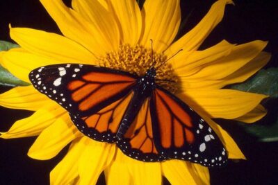 Haiku Butterfly Garden - 1st stop on the Road to Hana! - Inside the 100-Foot Meshed Greenhouse: Where Monarchs Live