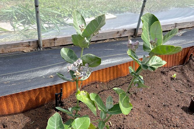 Haiku Butterfly Garden - 1st stop on the Road to Hana! - Group Size, Mobile Ticket, and Who This Tour Suits Best