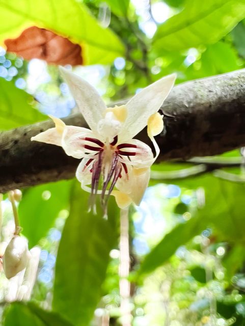 Haiku: Waterfall, Rainforest, and Handcrafted Chocolate Tour - Ancient Gardens and Plant Stories: The Last King’s Green World