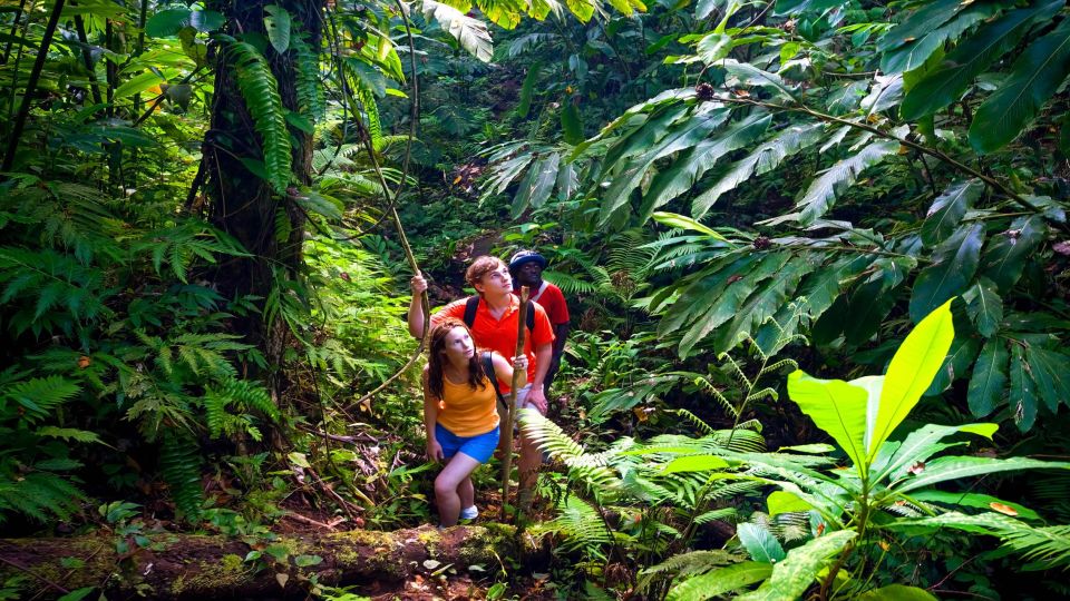 Haiku: Waterfall, Rainforest, and Handcrafted Chocolate Tour - The Mini Hike: Easy Effort, Big Waterfall Reward