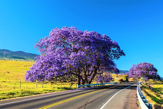 Haleakala Morning Best Guided Bike Tour with Bike Maui - Price check: is $272.58 per person worth it?