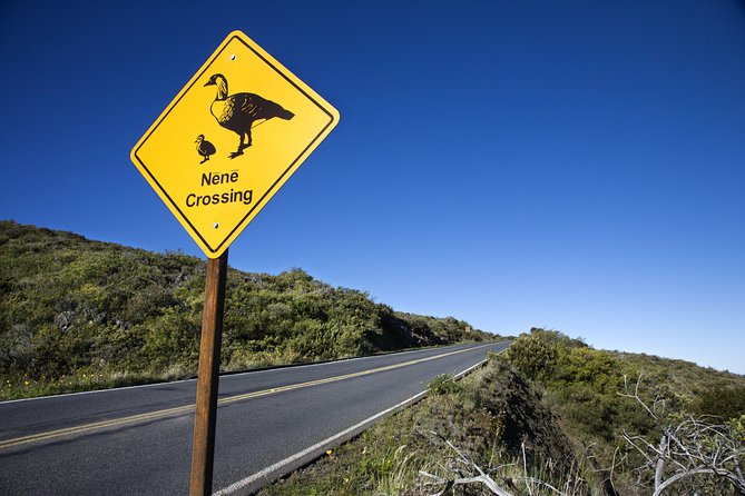 Haleakala Sunset and Stargazing Audio Tour - Hosmer’s Grove: A Short Loop and a Big Change in Vegetation
