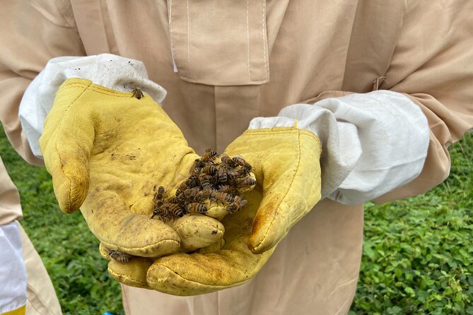 Honey Bee Adventure at the Maui Honey Bee Sanctuary - Hands-on time with the hive: what you’ll actually do