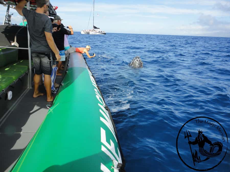Ka'anapali: Whale Watching Boat Tour - Key things you’ll remember from this Ka’anapali whale tour
