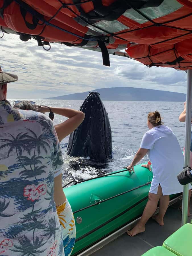 Ka'anapali: Whale Watching Boat Tour - Where you’ll be looking: humpbacks around Ka’anapali, Kapalua, and Lahaina