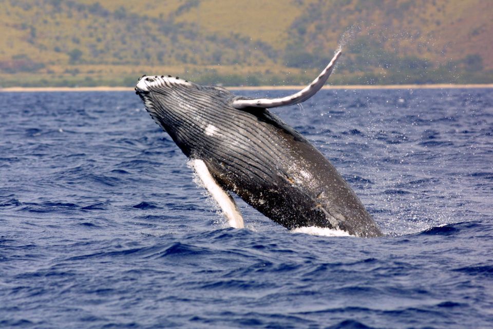 Kayak and Snorkel West Maui at Olowalu - Kayak and Snorkel West Maui at Olowalu: why this outing feels different