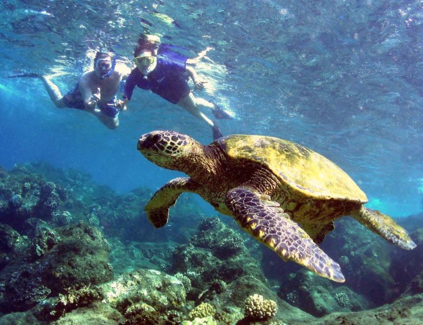 Kayak and Snorkel West Maui at Olowalu - Humpback whales in season: timing, songs, and what the hydrophone adds