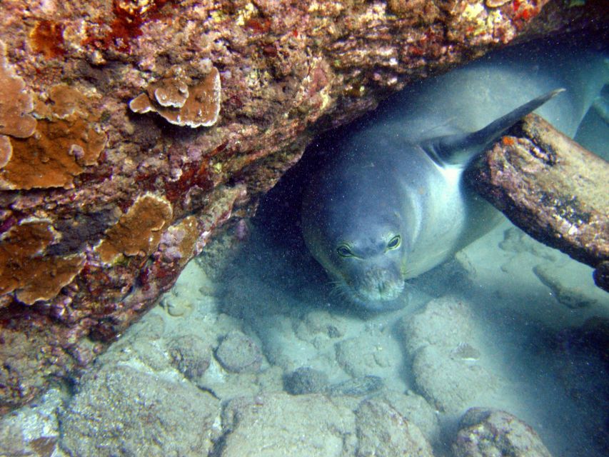 Kayak and Snorkel West Maui at Olowalu - Price of $109 for 4 hours: what you’re paying for and why it can be worth it