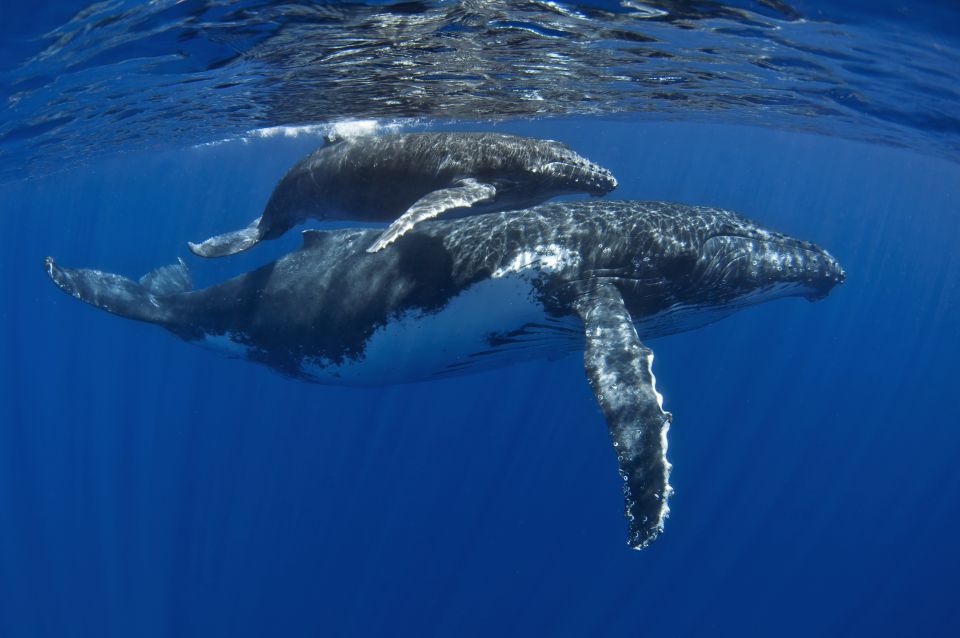 Kayak and Snorkel West Maui at Olowalu - Who should book this tour, and who should skip it