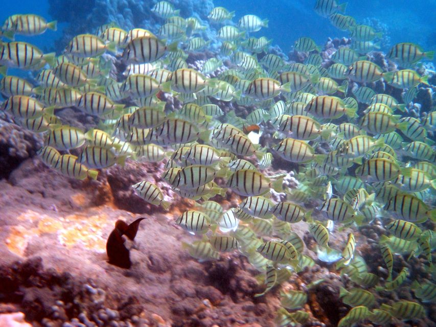 Kayak and Snorkel West Maui at Olowalu - Should you book Kayak and Snorkel West Maui at Olowalu?