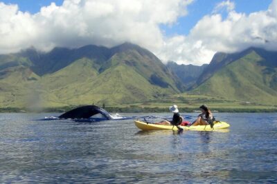Kayak, Whale Watch and Snorkel - Kayaking the Olowalu Reef Area: Views, Peace, and Real Instruction