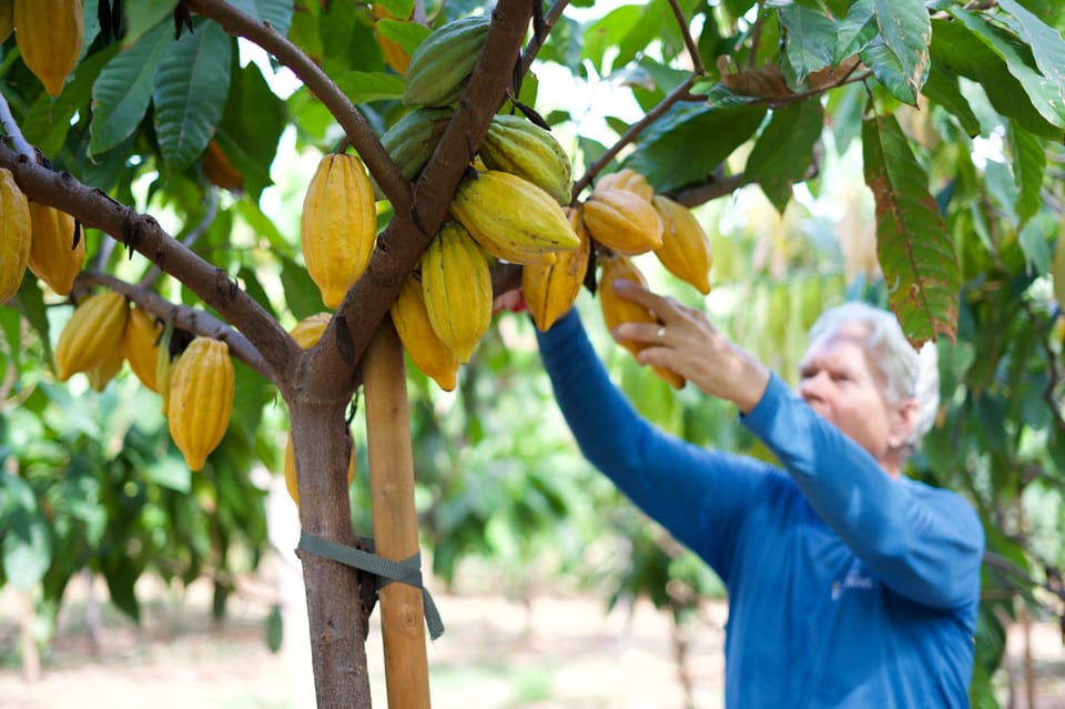 Lahaina: Maui Ku'ia Estate Guided Cacao Farm Tour & Tasting - Walking the over-20-acre grove: what you’ll actually see in the plants