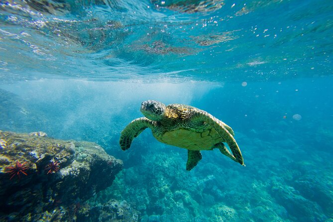 Lāna'i Coast Snorkel and Sail - Key Highlights at a Glance