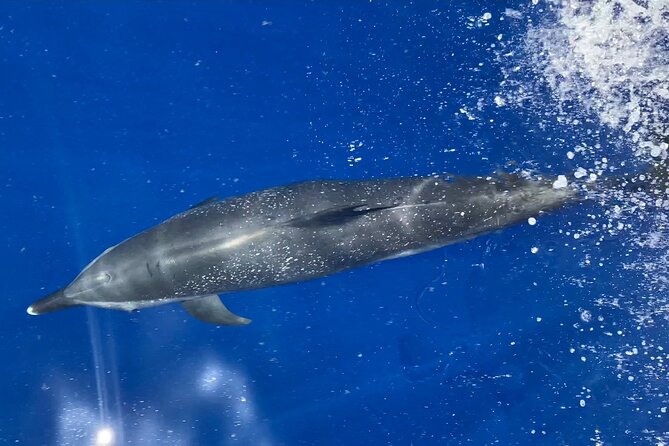 Lana'i Snorkel And Dolphin Quest with Maui Turtle Spot Tour - Where the tour starts: Mala Boat Ramp at 8:00 a.m.