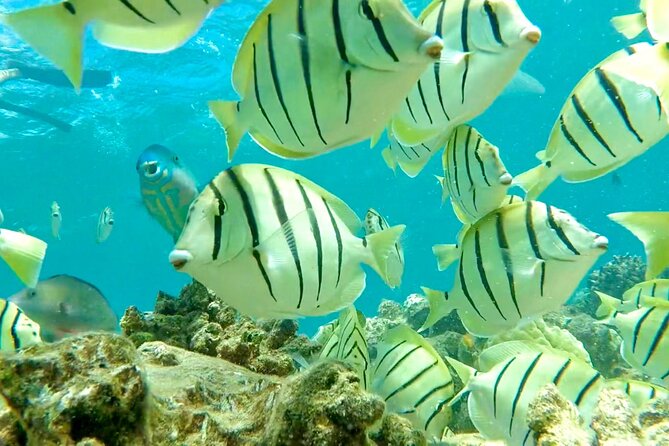 Lana'i Snorkel And Dolphin Quest with Maui Turtle Spot Tour - What’s included: banana bread, drinks, and snorkel gear