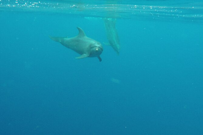 Lanai Snorkeling Half Day with Sea Scooter - Stop 2 on Lanai During Whale Season: What Changes Dec 15–May 15