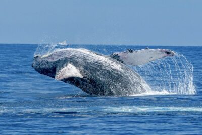 Ma'alaea Harbor: Whale Watching Tour Aboard Power Catamaran - Double-deck layout and comfort that actually helps your whale spotting