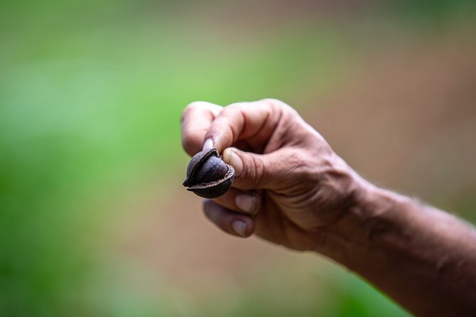 Macnut Tour, Picnic lunch and Maui Bees - The farm-to-table picnic lunch at the end