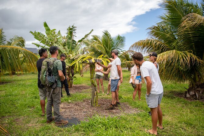 Macnut Tour, Picnic lunch and Maui Bees - The walking farm + hydroponic greenhouse: what you’ll actually see