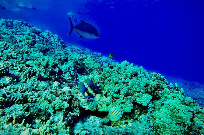 Marine Biologist Guided Snorkel Tour from Shore at Turtle Town - Price and value: what $119 includes that you’d otherwise pay for