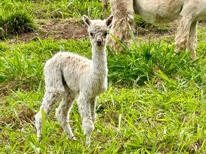 Maui: Alpaca Farm Visit with Hands-On Activities - Should You Book This Maui Alpaca Farm Tour?